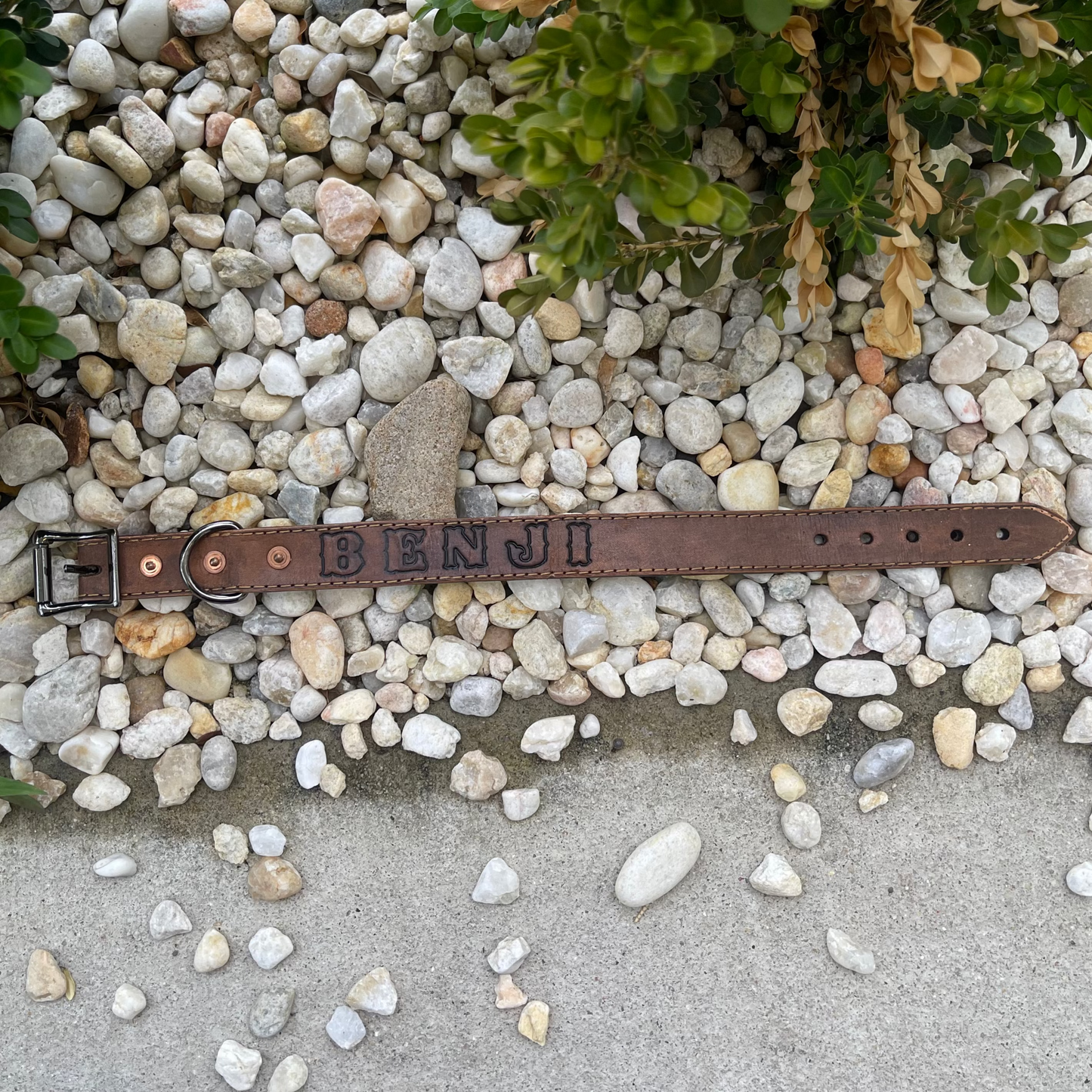 Standard Collar