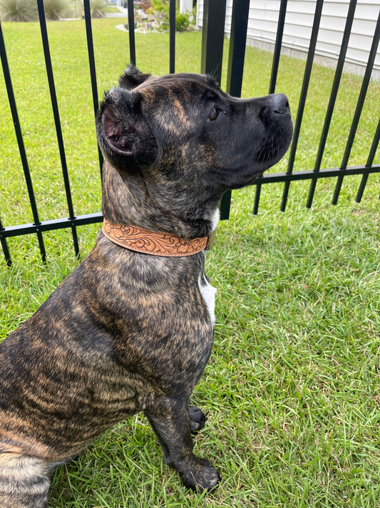 Tooled dog collar